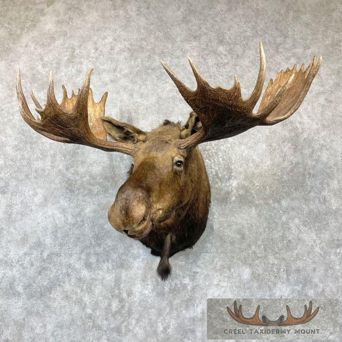 Alaskan Yukon Moose Taxidermy Shoulder Mount For Sale