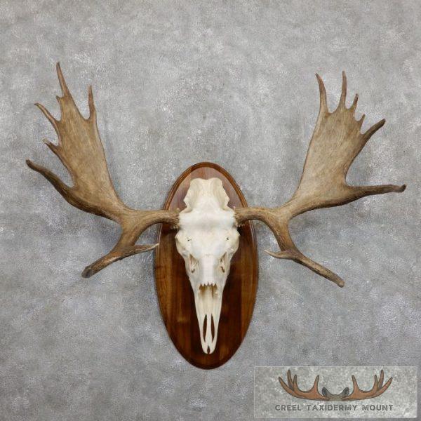 Moose Skull European Taxidermy For Sale