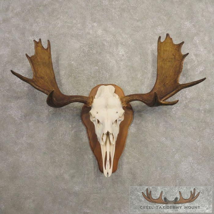Moose Skull European Taxidermy For Sale