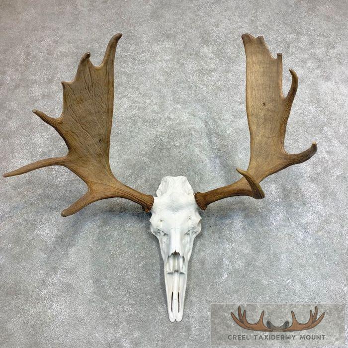 Moose Skull European Taxidermy For Sale