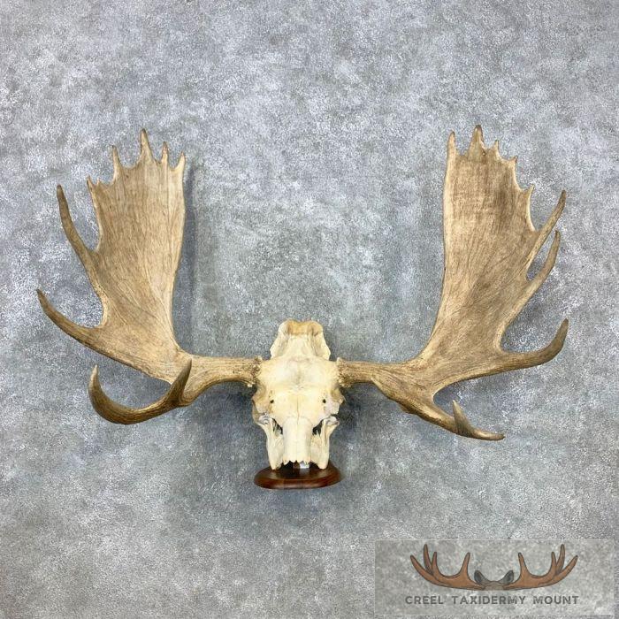 Moose Skull European Taxidermy For Sale