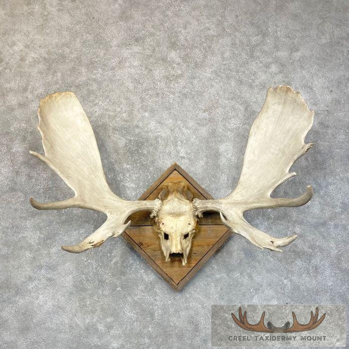 Moose Skull European Taxidermy Piece For Sale