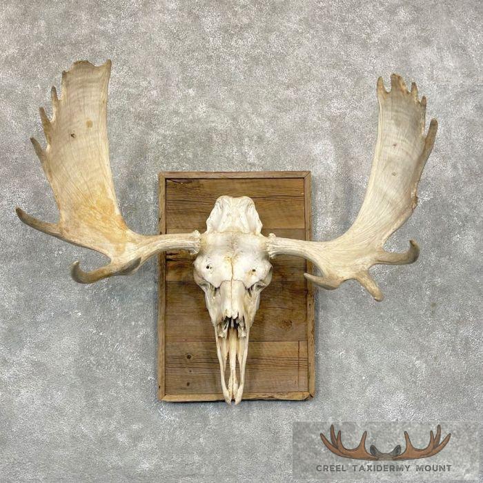 Moose Skull European Taxidermy Piece For Sale
