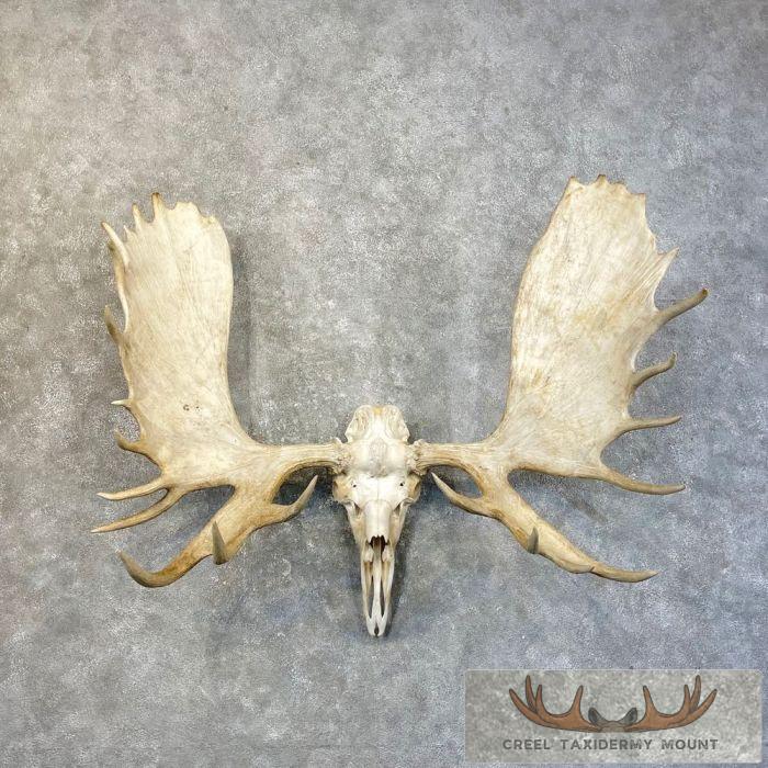 Alaskan Yukon Moose Skull European Taxidermy Piece For Sale