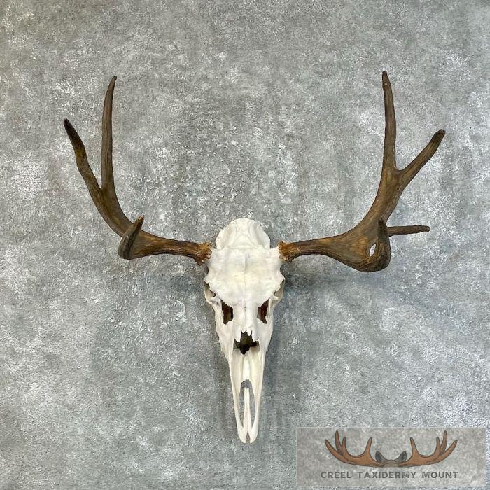 Moose Skull European Taxidermy For Sale