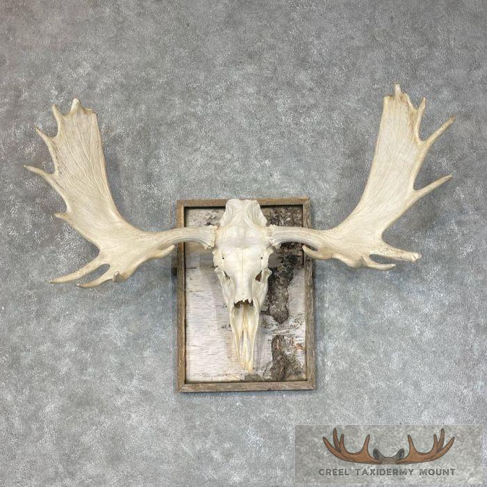 Moose Skull European Taxidermy Piece For Sale