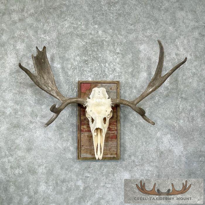 Moose Skull European Taxidermy Piece For Sale