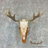 Moose Skull European Taxidermy Mount For Sale