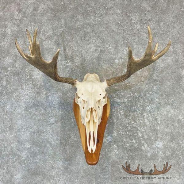 Moose Skull European Taxidermy Mount For Sale
