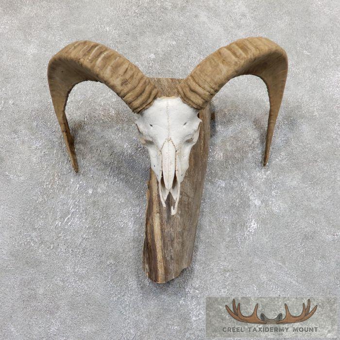 Mouflon Ram Horns Taxidermy Mount For Sale