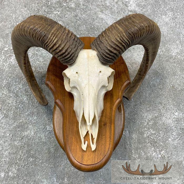 Mouflon Ram Skull Taxidermy Mount For Sale