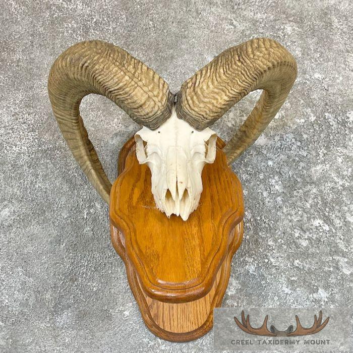 Mouflon Ram Skull Taxidermy Mount For Sale
