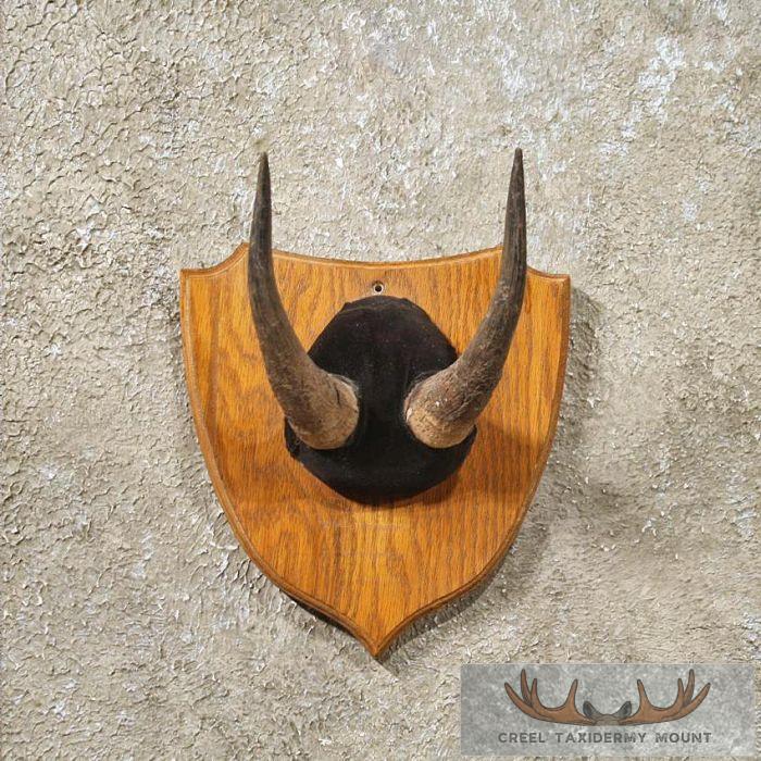Mountain Goat Horn Plaque