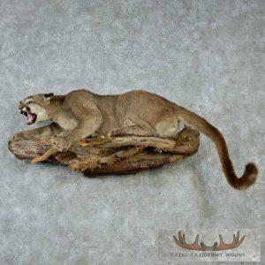 Prowling Mountain Lion/Cougar Life-Size Mount