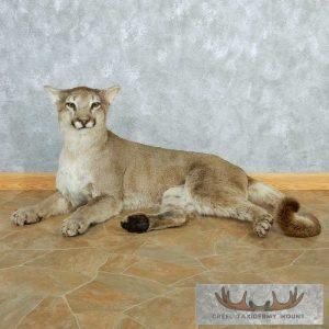 Mountain Lion Life-Size Taxidermy Mount With Custom Wood