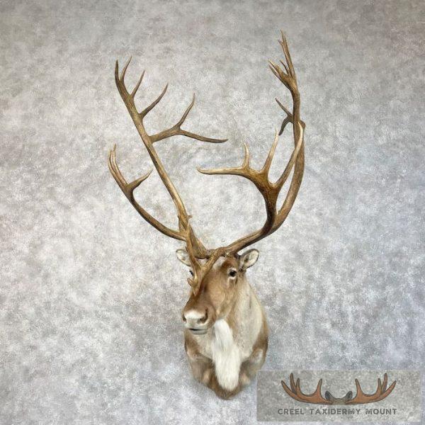 Mountain Caribou Taxidermy Shoulder Mount For Sale
