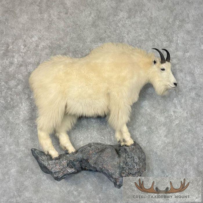 Mountain Goat Life-Size Taxidermy Mount For Sale