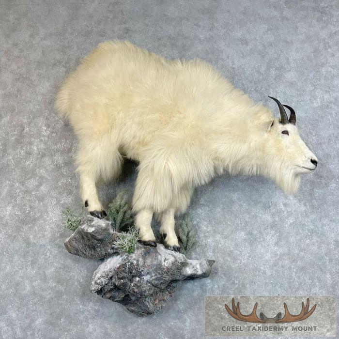 Mountain Goat Life-Size Taxidermy Mount For Sale