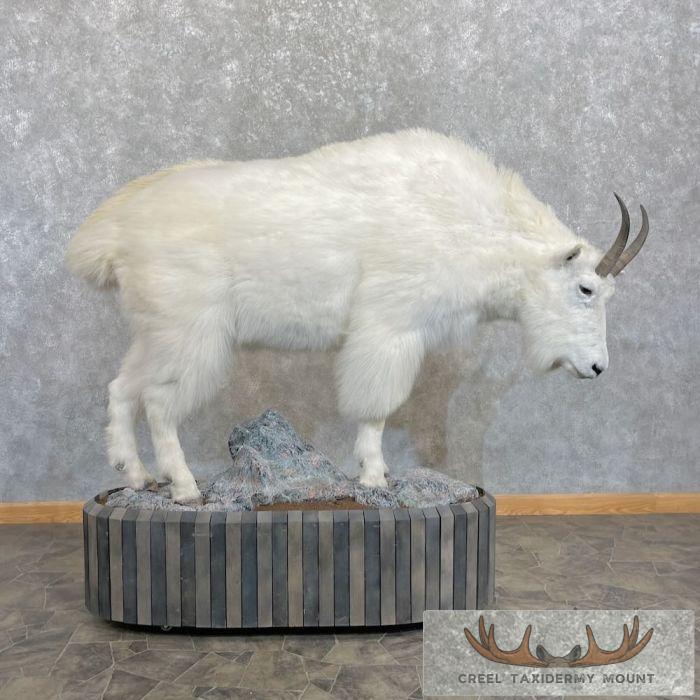 Mountain Goat Life-Size Taxidermy Mount For Sale