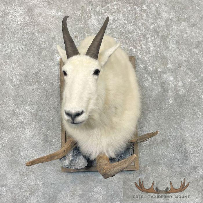 Mountain Goat Taxidermy Shoulder Mount For Sale