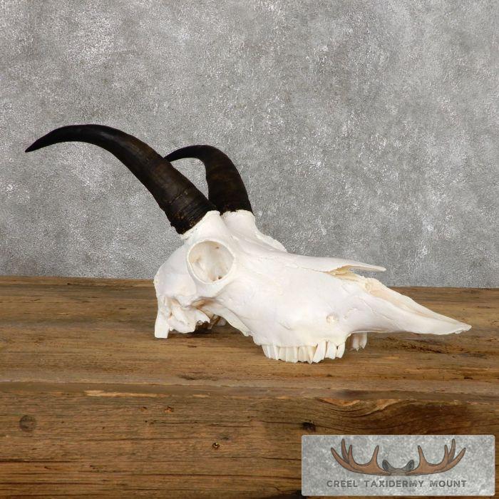 Mountain Goat Skull European Taxidermy Mount For Sale