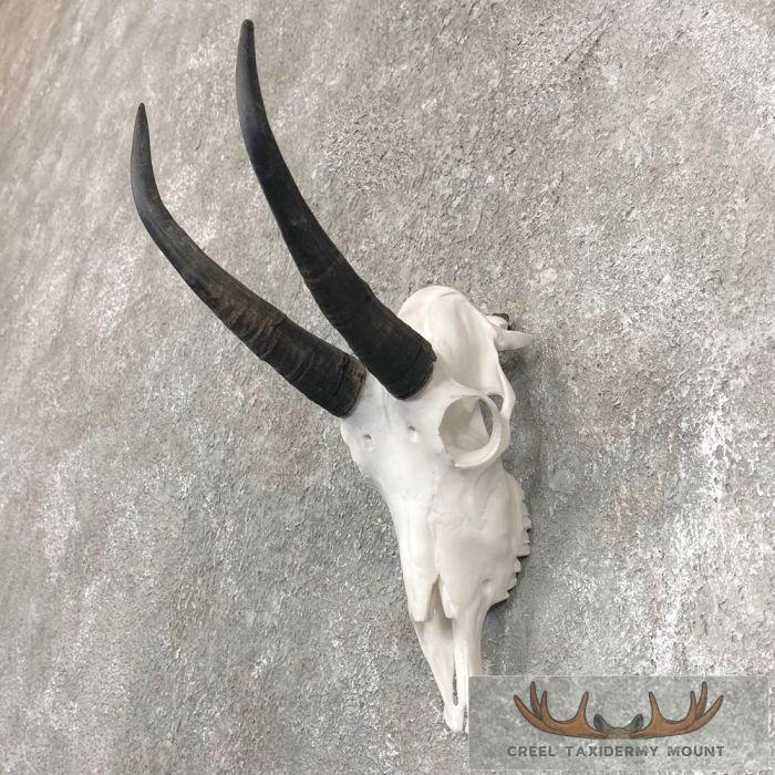 Mountain Goat Skull European Taxidermy Mount For Sale