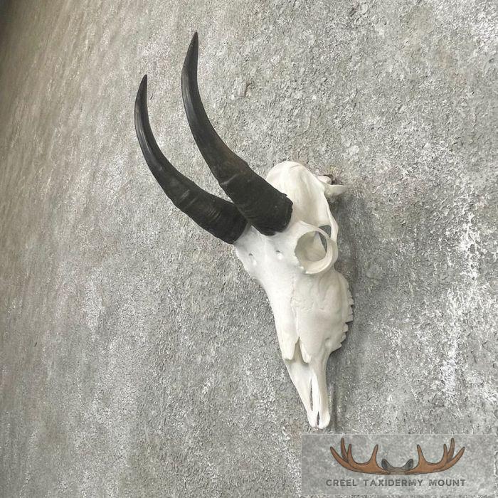 Mountain Goat Skull European Taxidermy Mount For Sale