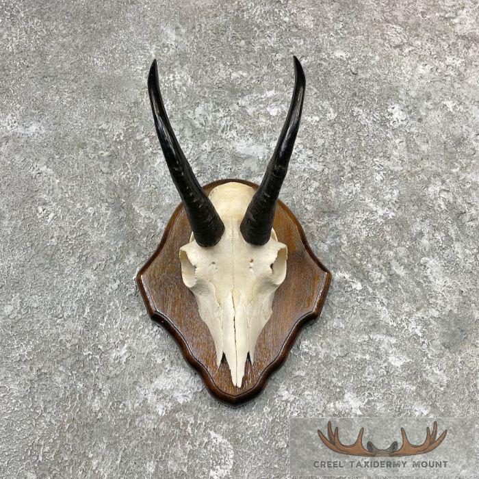 Mountain Goat Skull European Taxidermy Mount For Sale