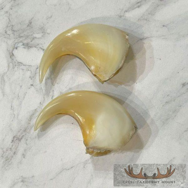 Mountain Lion Claws For Sale