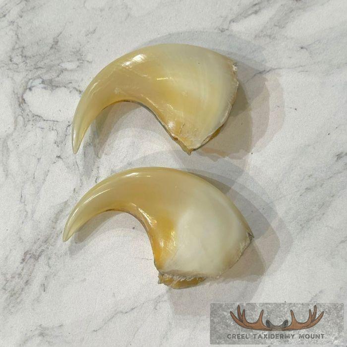 Mountain Lion Claws For Sale