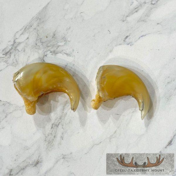 Mountain Lion Claws For Sale