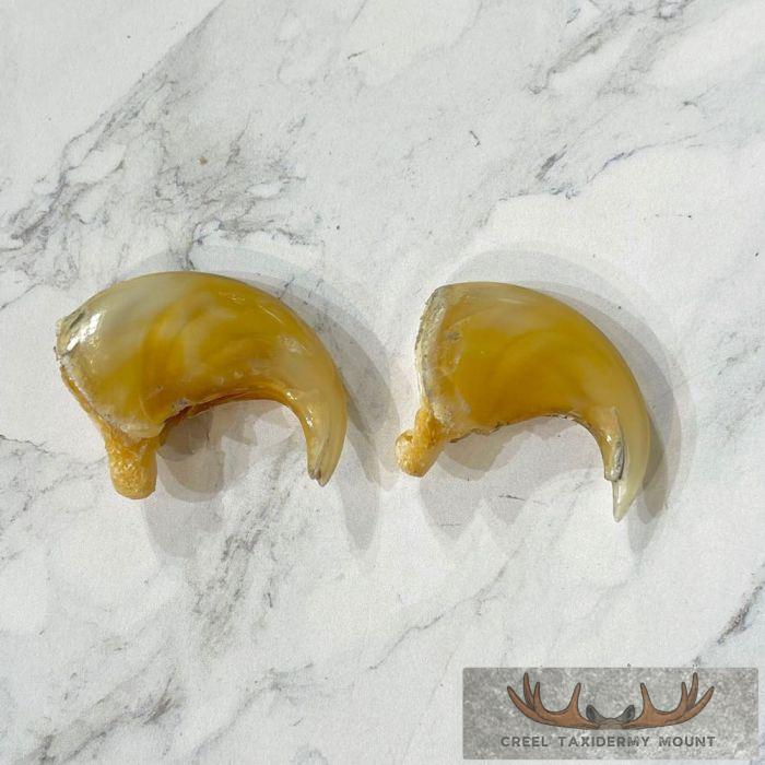 Mountain Lion Claws For Sale