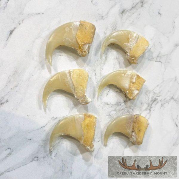 Mountain Lion Claws For Sale