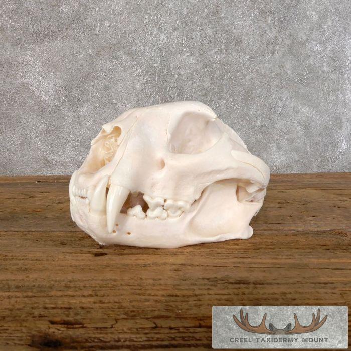 Mountain Lion (Cougar) Full Skull For Sale