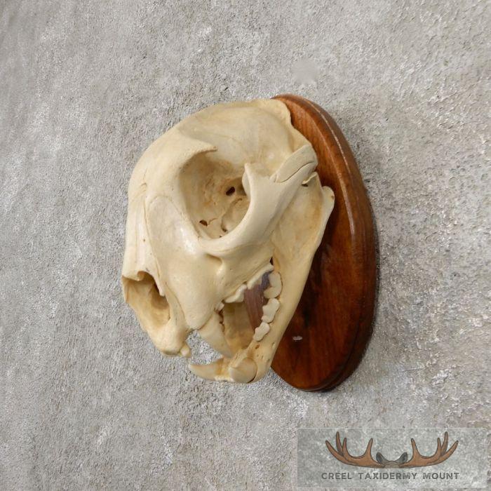 Mountain Lion (Cougar) Full Skull For Sale