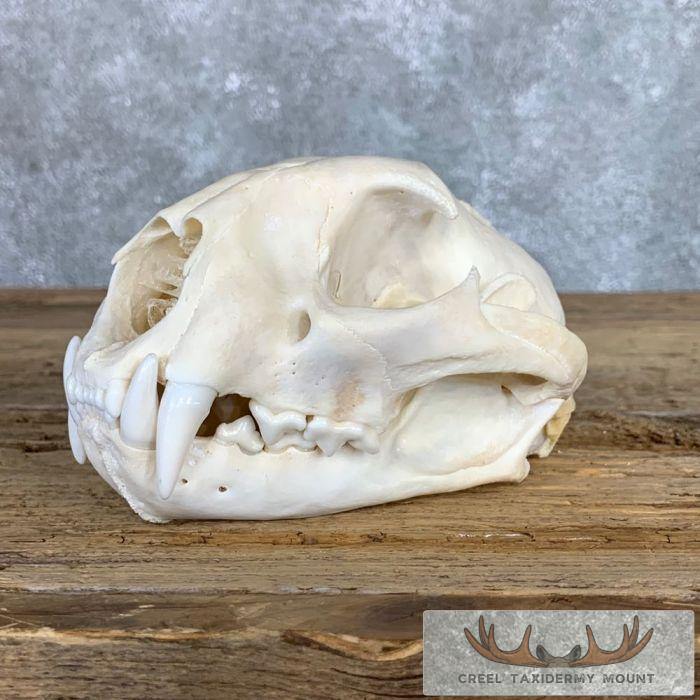 Mountain Lion (Cougar) Full Skull For Sale