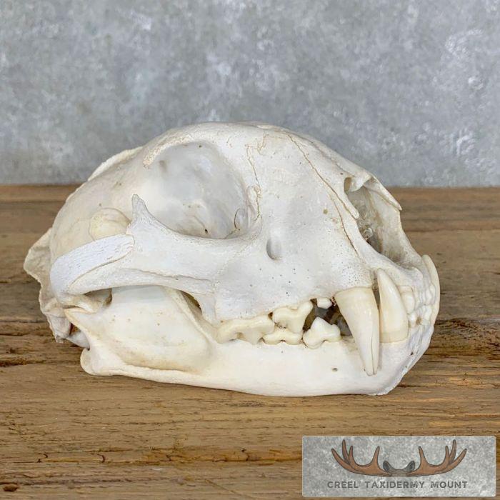 Mountain Lion (Cougar) Full Skull For Sale