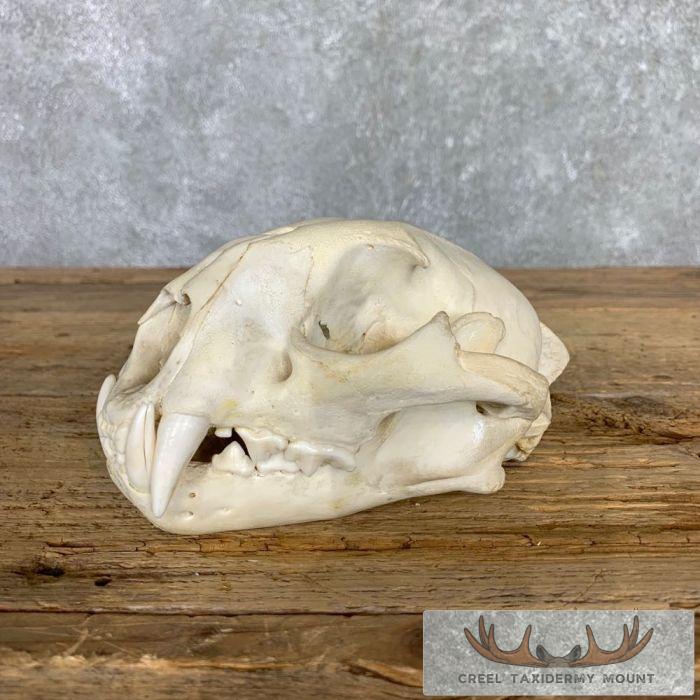 Mountain Lion (Cougar) Full Skull For Sale