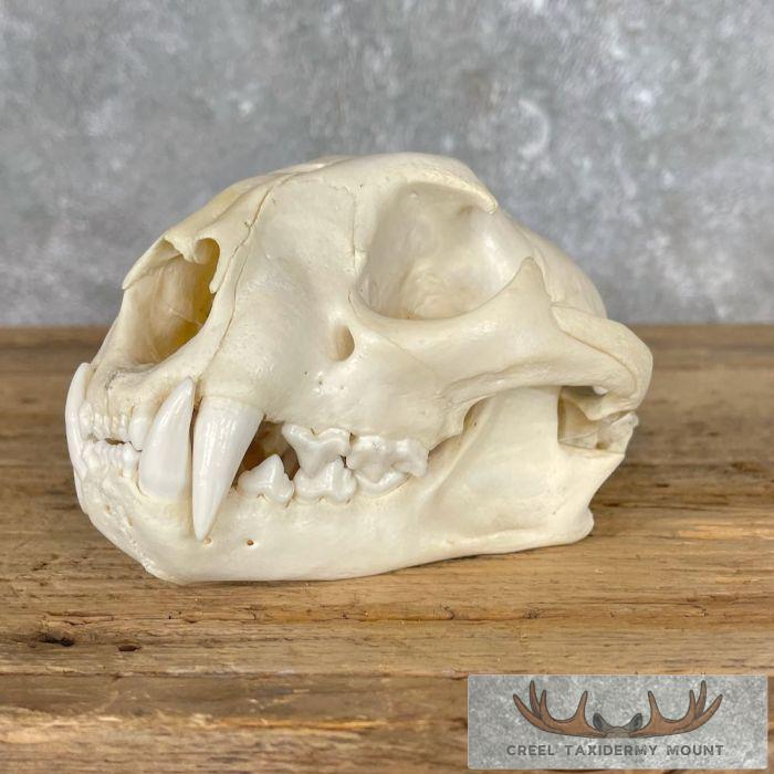 Mountain Lion (Cougar) Full Skull For Sale