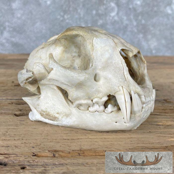 Mountain Lion (Cougar) Full Skull For Sale
