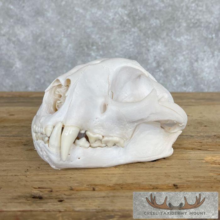 Mountain Lion (Cougar) Full Skull For Sale
