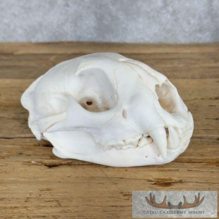Mountain Lion (Cougar) Full Skull For Sale