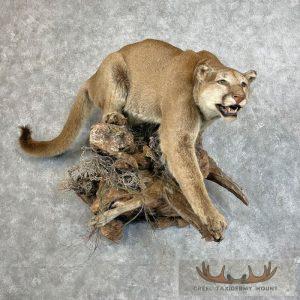 Mountain Lion (Cougar) Taxidermy Mount Taxidermy