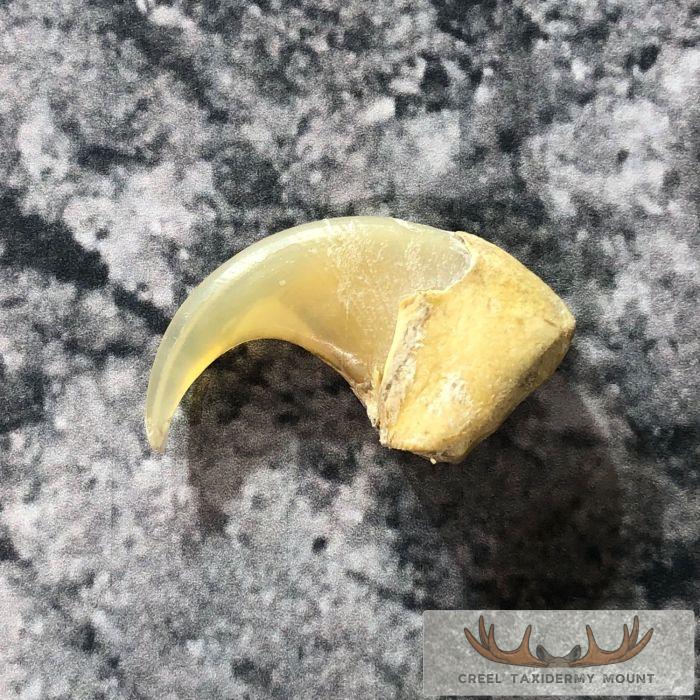 Mountain Lion Claw Taxidermy For Sale