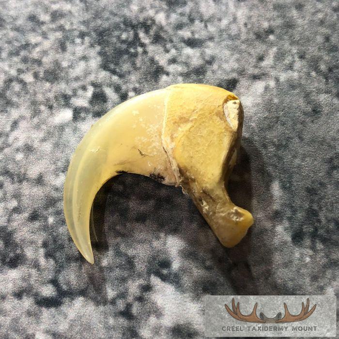 Mountain Lion Claw Taxidermy For Sale