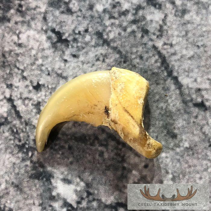 Mountain Lion Claw Taxidermy For Sale