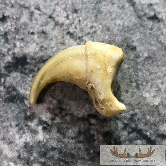 Mountain Lion Claw Taxidermy For Sale