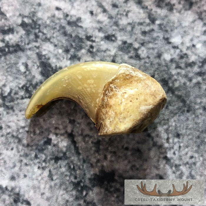 Mountain Lion Claw Taxidermy For Sale