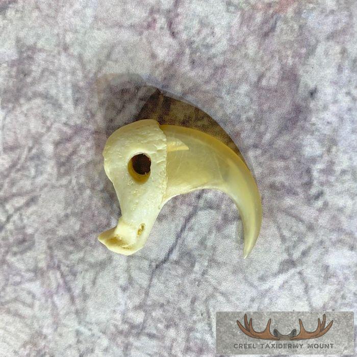 Mountain Lion Claw Taxidermy For Sale