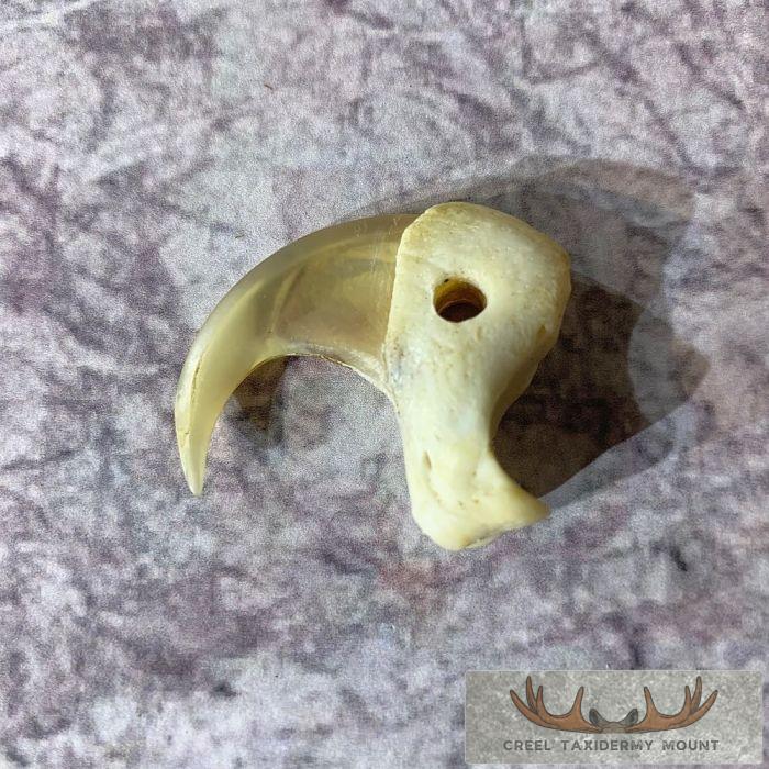 Mountain Lion Claw Taxidermy For Sale